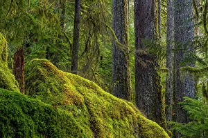 Olympic: USA, Washington State, Olympic National Park. Moss