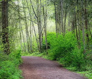 Washington: USA, Washington State, Pacific Northwest Sammamish