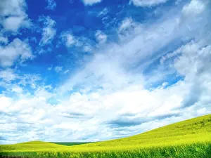 Square: USA, Washington State, Palouse, Spring canola field
