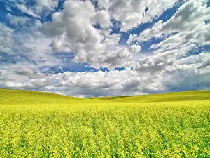 Square: USA, Washington State, Palouse, Spring canola field