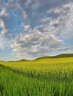Palouse: USA, Washington State, Palouse. Springtime landscape