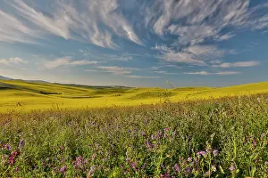 Vetch: USA, Washington State, Palouse. Springtime landscape