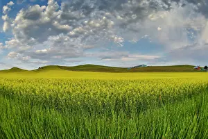 Palouse: USA, Washington State, Palouse. Springtime landscape