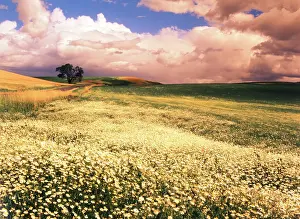 Fragility: USA, Washington State, Palouse Area, Oxeye