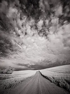 Wheat: USA, Washington State, Palouse. Backcountry road