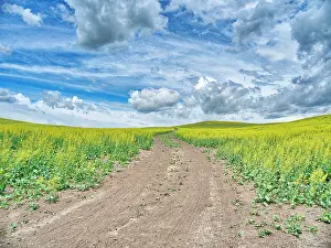 Palouse: USA, Washington State, Palouse, Country Backroad