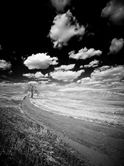 Palouse: USA, Washington State, Palouse. Crops growing on