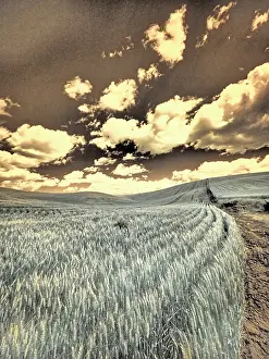 Palouse: USA, Washington State, Palouse. Crops growing on