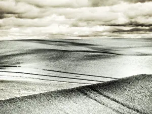 Palouse: USA, Washington State, Palouse. Crops growing on