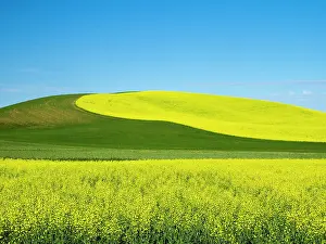 Wheat: USA, Washington State, Palouse. Field of canola