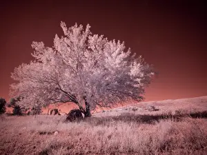 Wheat: USA, Washington State, Palouse region, Lone tree in Field