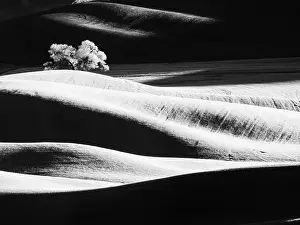 Wheat: USA, Washington State, Palouse region, Lone tree in Field