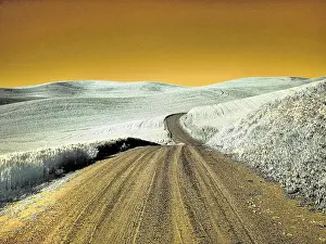 Wheat: USA, Washington State, Palouse region, Country backroad