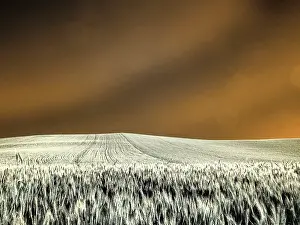 Wheat: USA, Washington State, Palouse region, Rolling Hills