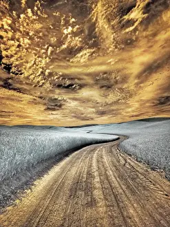 Wheat: USA, Washington State, Palouse region, winding backcountry