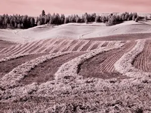 Eggers: USA, Washington State, Palouse region, Harvest cut