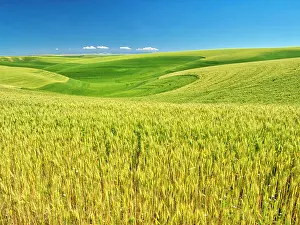 Productivity: USA, Washington State, Palouse Region, Patterns