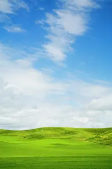 Wheat: USA, Washington State, Palouse Region, Patterns