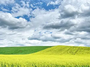 Square: USA, Washington State, Palouse, Rolling hills of
