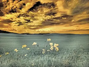 Fire: USA, Washington State, Palouse. Spring Poppies and