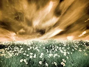 Fire: USA, Washington State, Palouse. Spring Poppies and