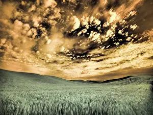 Wheat: USA, Washington State, Palouse. wheat field and clouds