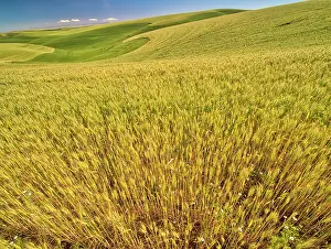 Wheat: USA, Washington State, Patterns in the fields of wheat