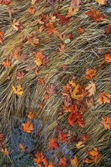 Maple: USA, Washington State, Poulsbo. Panoramic of fallen