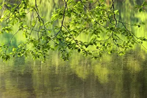 Alder: USA, Washington State, red alder, Alnus rubra. Branches