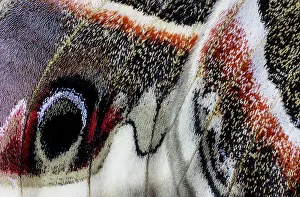 Silk: USA, Washington State, Sammamish. Close-up of Columbia