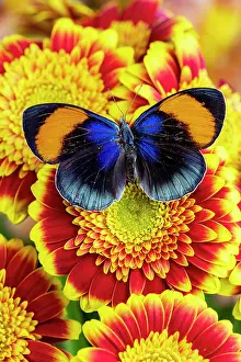 Daisy: USA, Washington State, Sammamish. Callithea sapphira
