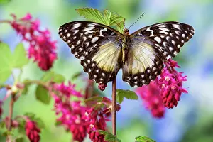 Sammamish: USA, Washington State, Sammamish. Tropical butterfly