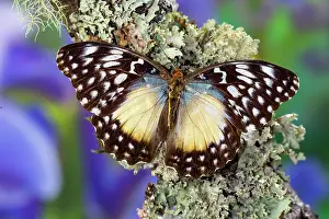 Sammamish: USA, Washington State, Sammamish. Tropical butterfly