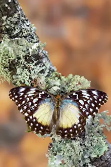 Sammamish: USA, Washington State, Sammamish. Tropical butterfly