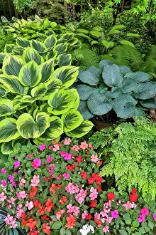 Yard: USA, Washington State, Sammamish. Garden in springtime