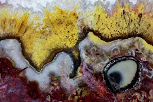 Agate: USA, Washington State, Sammamish. Quetzalcoatl Agate