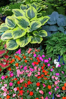 Yard: USA, Washington State, Sammamish. Garden in springtime