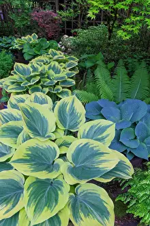 Yard: USA, Washington State, Sammamish. Garden in springtime