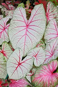 Sammamish: USA, Washington State, Sammamish. Tropical caladium