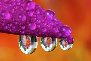 Cactus: USA, Washington State, Sammamish. Dewdrops reflecting