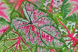 Darrell: USA, Washington State, Sammamish. Tropical caladium