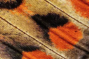 Darrell: USA, Washington State, Sammamish. Close-up detailed
