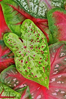 Darrell: USA, Washington State, Sammamish. Caladium tropical