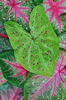 Darrell: USA, Washington State, Sammamish. Tropical caladium