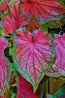 Darrell: USA, Washington State, Sammamish. Tropical caladium