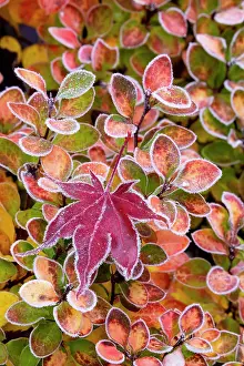 Barberry: USA, Washington State, Sammamish. Autumn colors