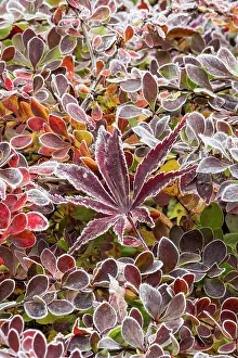 Barberry: USA, Washington State, Sammamish. Autumn colors