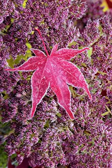 Sedum: USA, Washington State, Sammamish. Autumn colors
