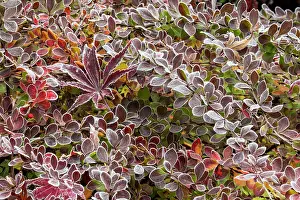 Darrell: USA, Washington State, Sammamish. Autumn colors