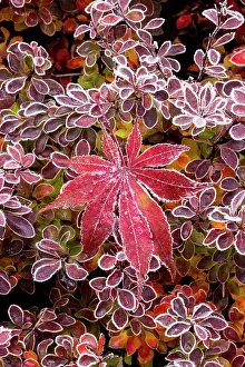 Darrell: USA, Washington State, Sammamish. Autumn colors